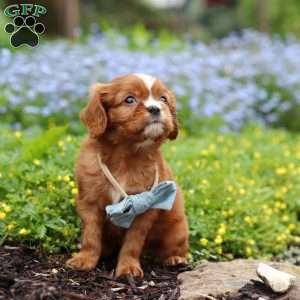 Mr. Bentley, Cavalier King Charles Spaniel Puppy